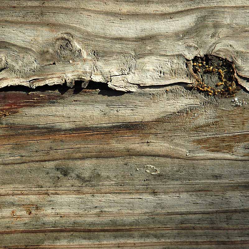 natural wood texture 1 - سایت معماری سوی هنر صفحه اصلی