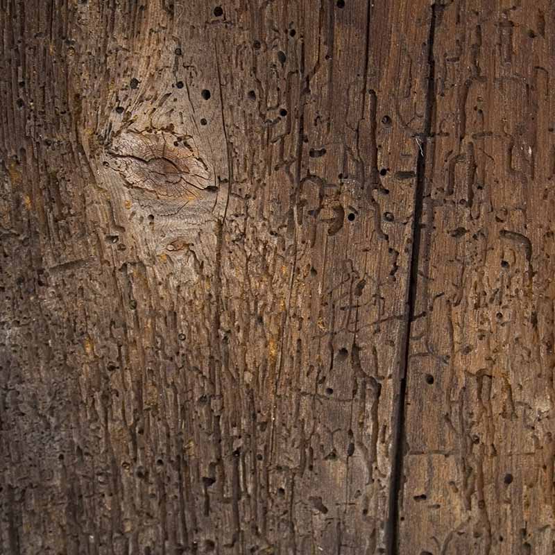 natural wood texture 2 - سایت معماری سوی هنر صفحه اصلی